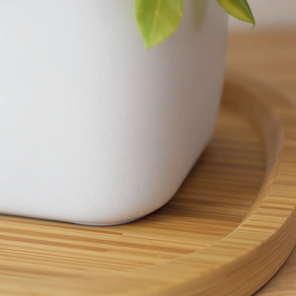 biophilie_vegetal - gros plan texture céramique blanche mate et grain bambou naturel de la jardinière