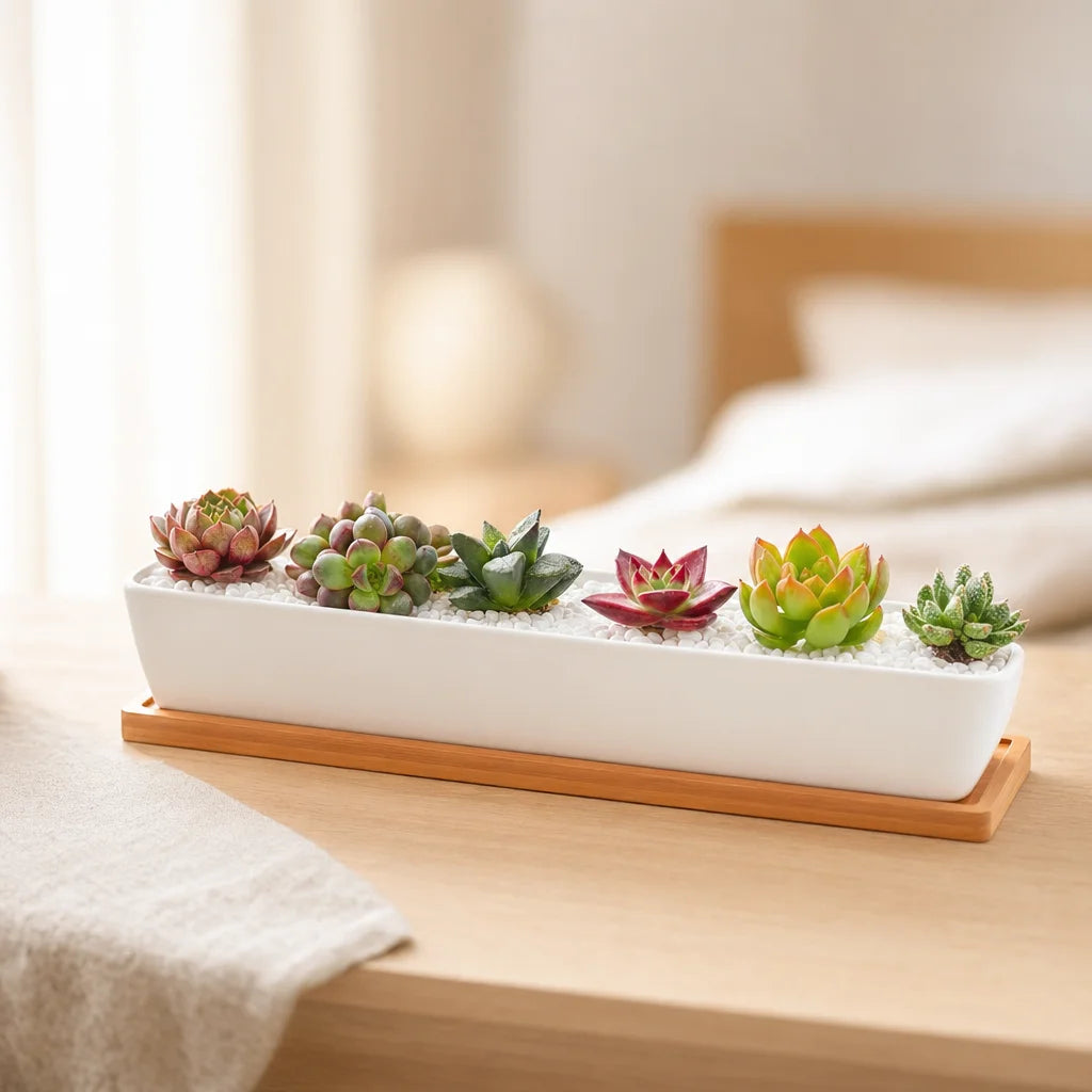 biophilie_vegetal - jardinière céramique blanche rectangulaire avec plateau bambou et succulentes, fond blanc épuré