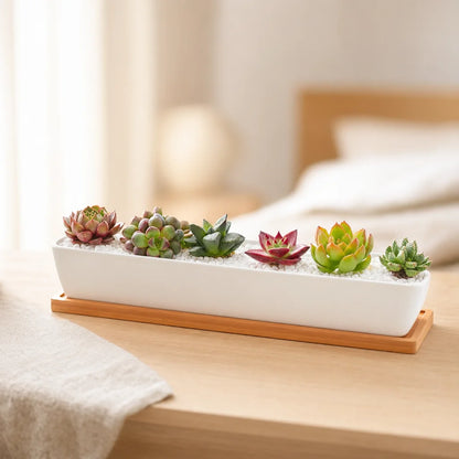 biophilie_vegetal - jardinière céramique blanche rectangulaire avec plateau bambou et succulentes, fond blanc épuré